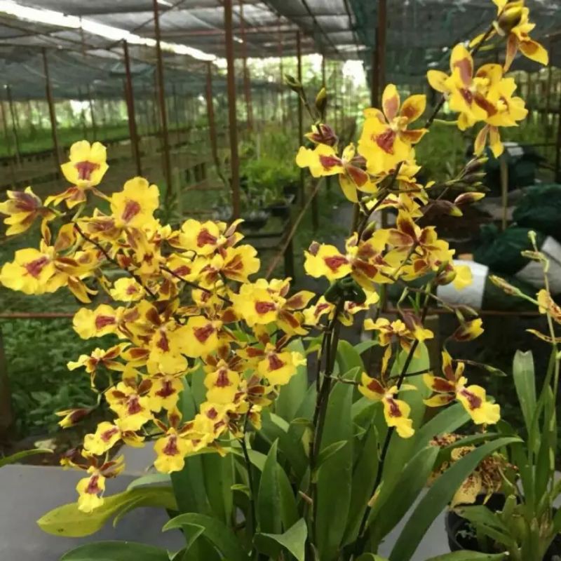 Hoa lan vũ nữ HC