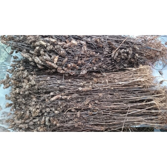 Nhân trần khô sạch