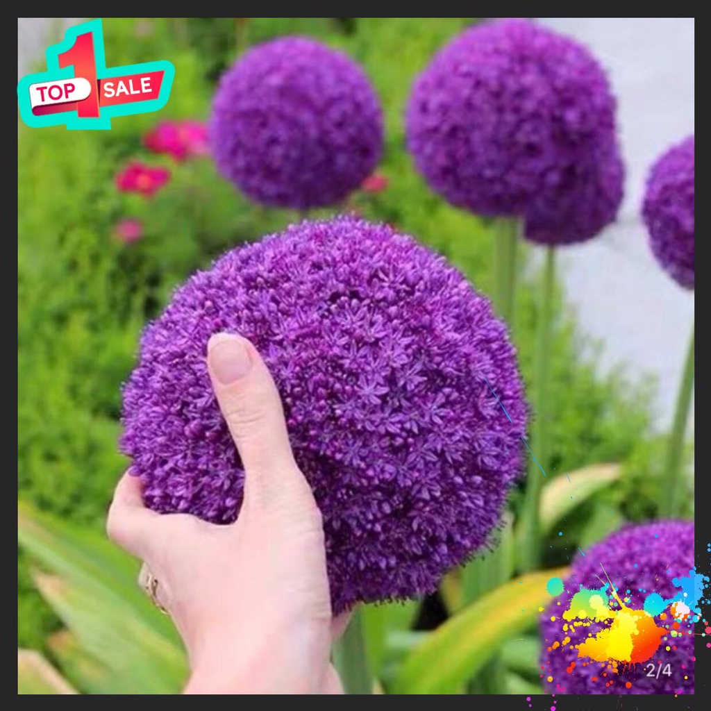 Củ hoa cầu tuyết