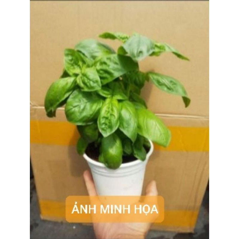 Cây basil húng tây