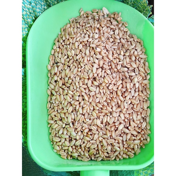 HẠT LÚA MÌ - 1kg