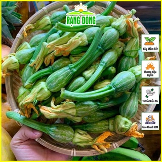 Hạt giống Bí Nụ Ăn Non Lai F1 Dễ Trồng, Siêu Nụ, Kháng Bệnh Tốt - Hạt giống Rạng Đông