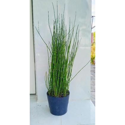 Cây Thiền Trúc- tặng kèm phân bón