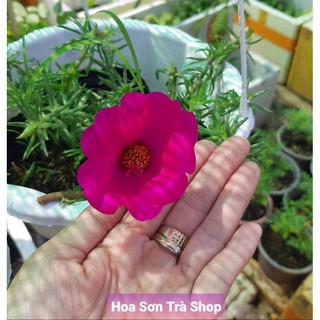 (Q.8 - GIAO 1-3H) Cây giống HOA MƯỜI GIỜ MỸ đơn, nhiều màu.