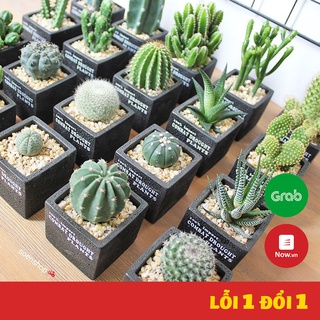 |FREESHIP| Xương rồng đủ loại - Thanh sơn, móng rồng, bánh sinh nhật, tai thỏ, thần long,aster, Echino,trứng chim