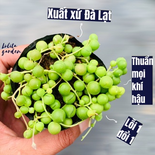 SEN ĐÁ HẠT NGỌC TRÒN SIZE BÉ, HÀNG ĐÀ LẠT, SIÊU XINH SIÊU KHỎE, LỖI 1 ĐỔI 1