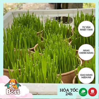 Cỏ mèo tươi trồng sẵn tiện lợi cho mèo gặm – Boss Garden