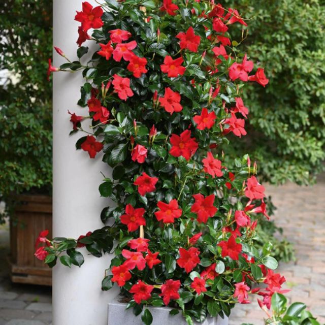 Cây 🌲 Đỏ Anh (màu đỏ đô cực đẹp)