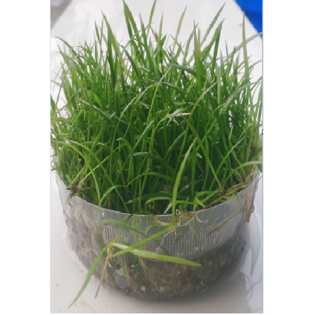 CỎ ĐỎ thủy sinh 35-45 cây KHÔNG CO2