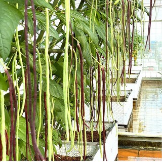 [Seeds] Hạt giống Đậu đũa xanh, đậu đũa tím leo giàn, đóng gói 20gr