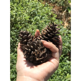 Quả thông khô phủ tuyết trắng - Trang trí noel