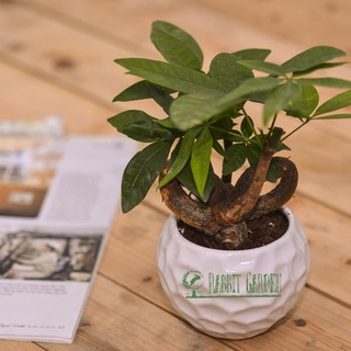 cây kim ngân trái tim ( Ảnh thật số 2)