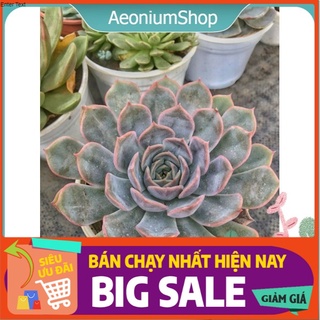 [ HÀNG XINH XẮN ] MỘT CHIẾC SEN ĐÁ LIÊN ĐÀI HỒNG ĐẸP MẮT ƯA NHÌN, SIZE TRUNG ĐÃ THUẦN KHÍ HẬU SỨC SỐNG CAO ĐẸP