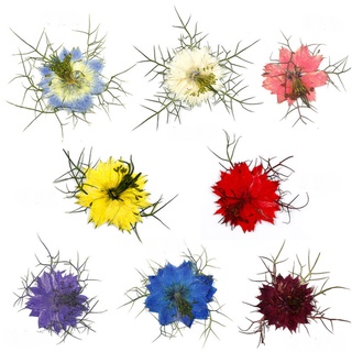Vỉ 12 hoa khô Nigella - Love in the Mist cho các bạn làm trang trí epoxy, bưu phẩm, khung tranh, DIY