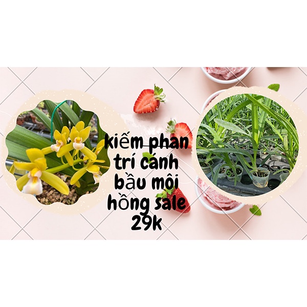 [Siêu Sale] hoa lan  kiếm phan trí gieo hạt