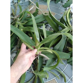 Lan tai trâu đai trâu (nghinh xuân ngọc điểm) nở hoa Tết,cây đã có thể cho hoa, cây xanh khoẻ, dễ sống