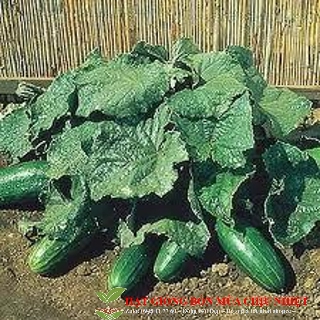 10 Hạt Giống Dưa Chuột - Bụi Giòn Cao Sản Saladmore