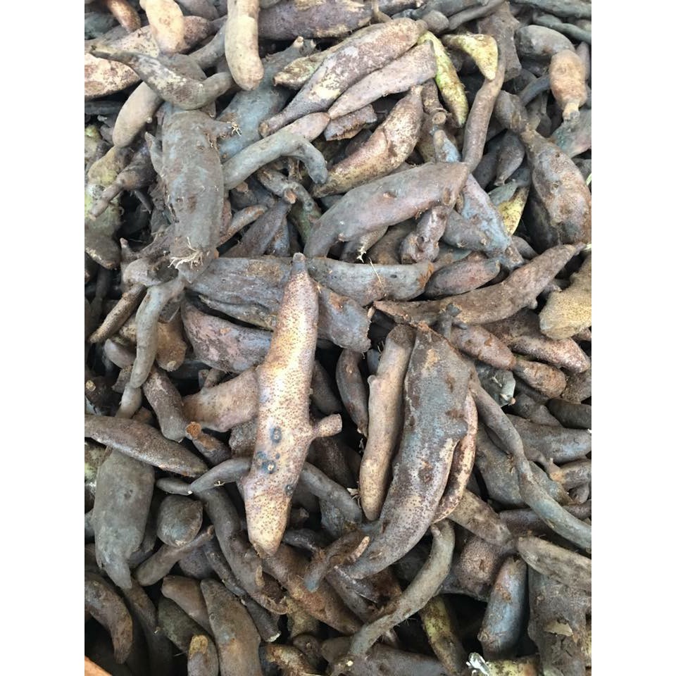 Tắc kè đá 3kg