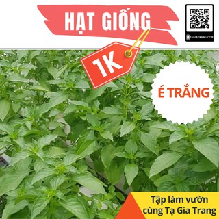 Deal 1K - 50 hạt giống rau é trắng (rau thơm sả) - Tập làm vườn cùng Tạ Gia Trang