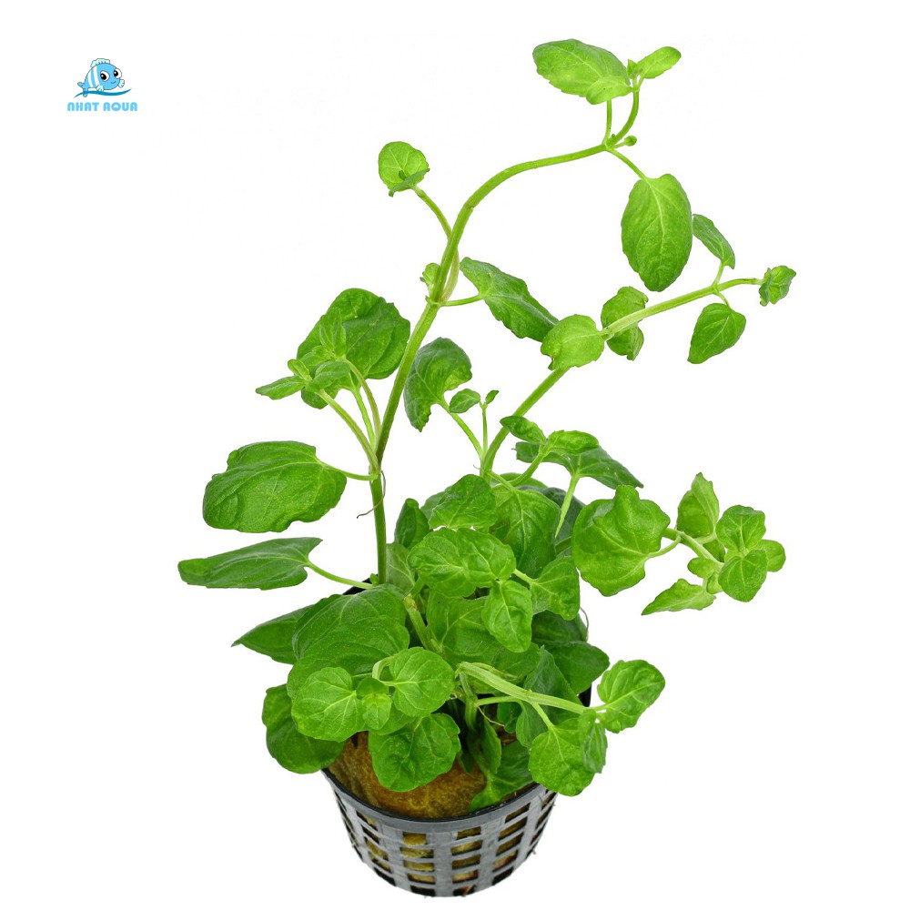 Cây Thủy Sinh Bạc Hà