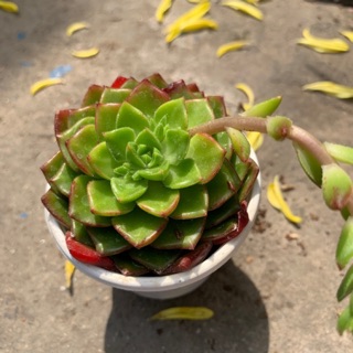 SEN ĐÁ XANH NGỌC FREESHIP  ĐÃ THUẦN XỨ NÓNG SIU CUTE CHUẨN SIZE BẦU
