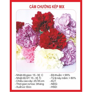 Hạt giống hoa Cẩm Chướng Kép Mix 50 Hạt