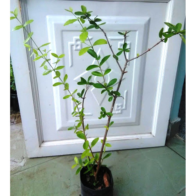 Cây sơ ri , chiều cao 60-80cm (freeship)