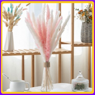 ❤️5 cành cỏ lau Pampass Grass❤️ Hoa khô trang trí để bàn, phụ kiện chụp ảnh đẹp, decor