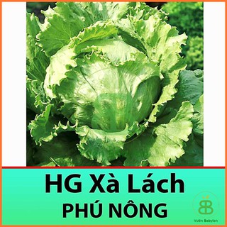 Hạt Giống Xà Lách Búp Minetto 2Gr Chịu Nhiệt Tốt