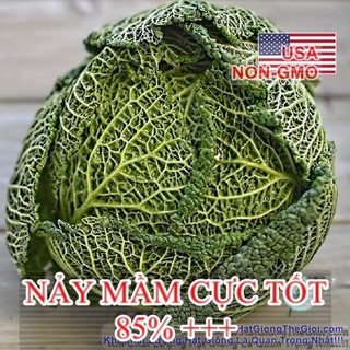 1Gr Hạt Giống Cải Bắp Nhăn Savoy (A1.204| C46*W22)