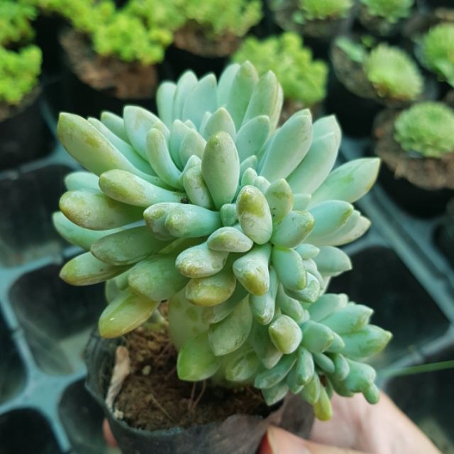 Combo 03 sen đá Giọt lệ- Hàng thuần, siêu dễ trồng, LỖI 1 ĐỔI 1