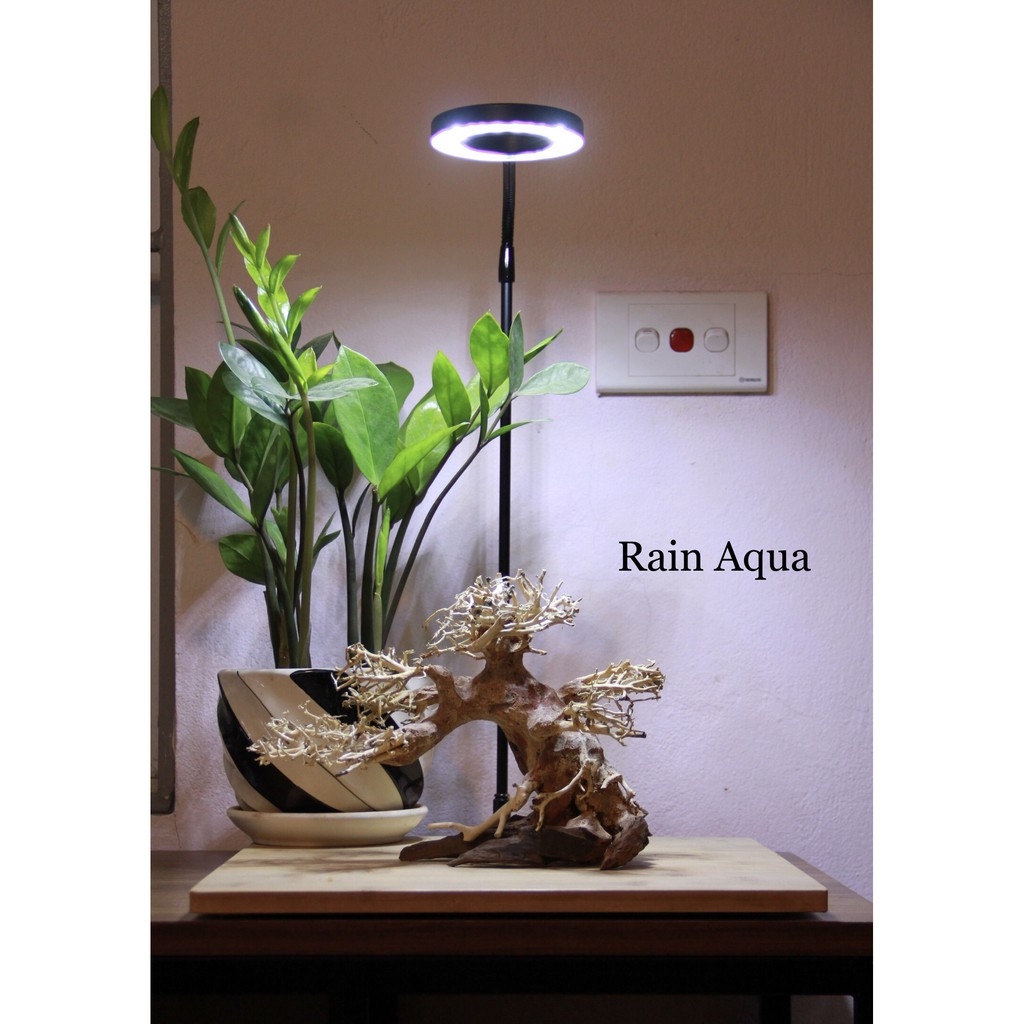cây lũa bonsai dài 23cm, cao18cm (tặng kèm 1 tuýp keo dán cây)
