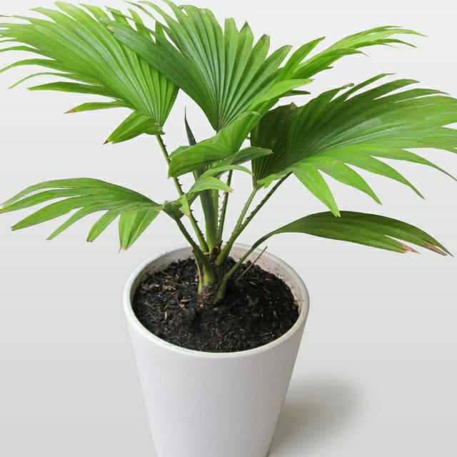 Cây Cọ Mini (loại lớn )