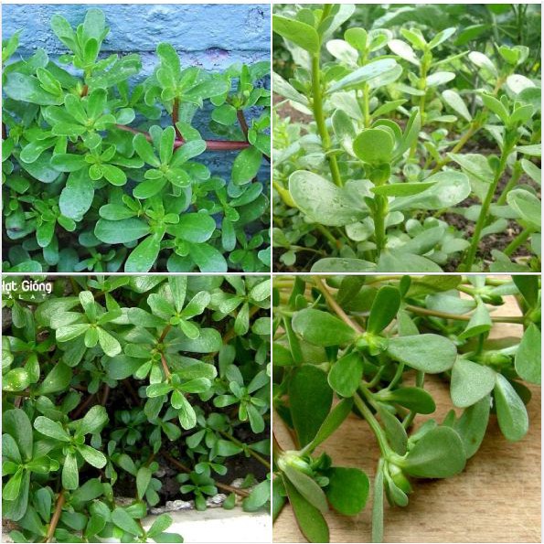 Hạt giống rau sam  {gói 0.5 gram }