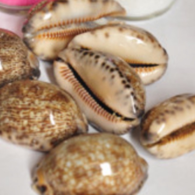 VỎ ỐC HEO HOA