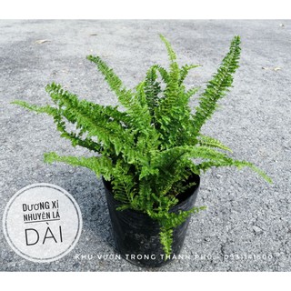 Cây Dương Xỉ Lá Nhuyễn (loại lá dài)