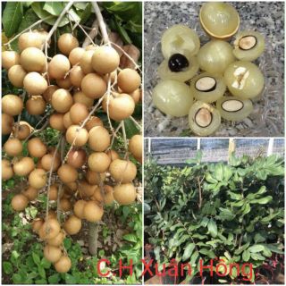 Chậu cây Thanh Nhãn giống mới.