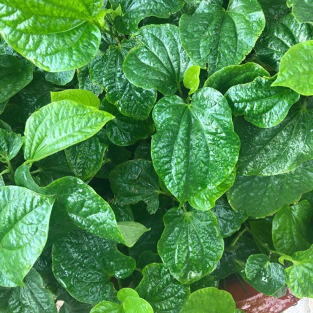 Giống lá lốt