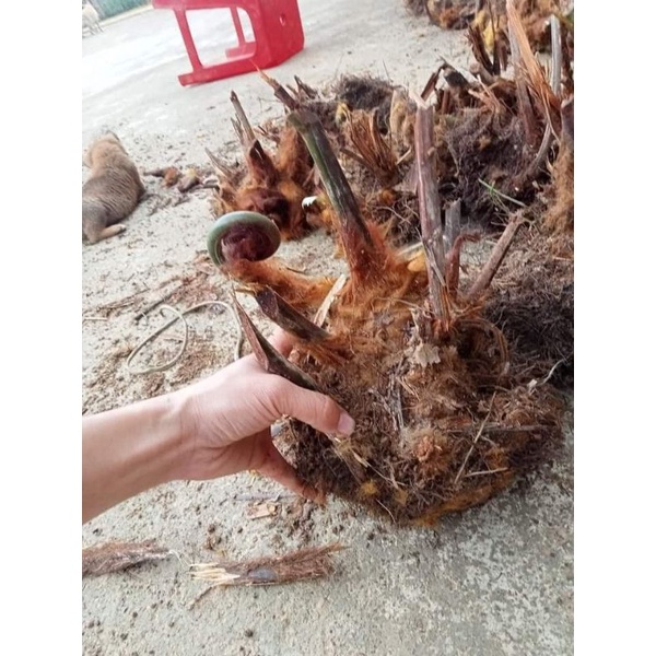 dương xỉ culi