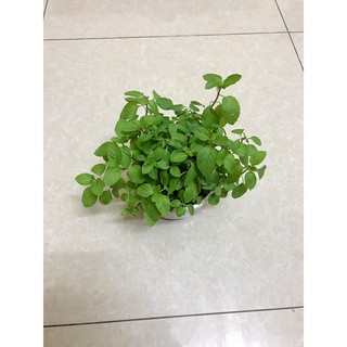 Cây bạc hà âu - Euromint (ảnh thật)