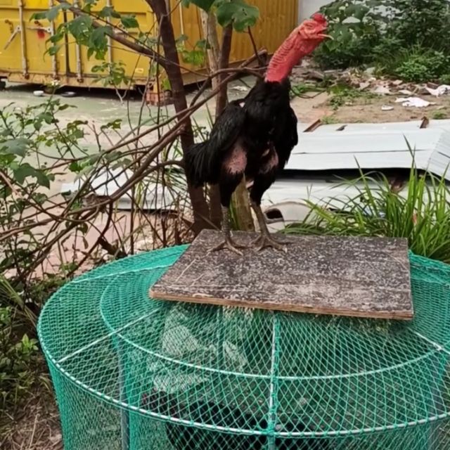 LỒNG CHẠY LƯỚI KHUNG SẮT CHO GÀ