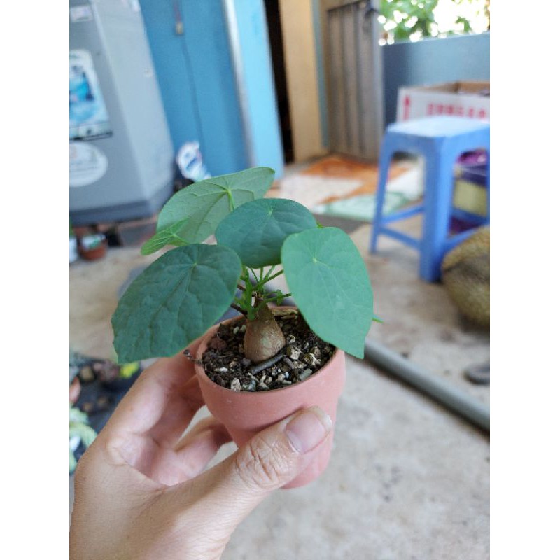 củ bình vôi ta