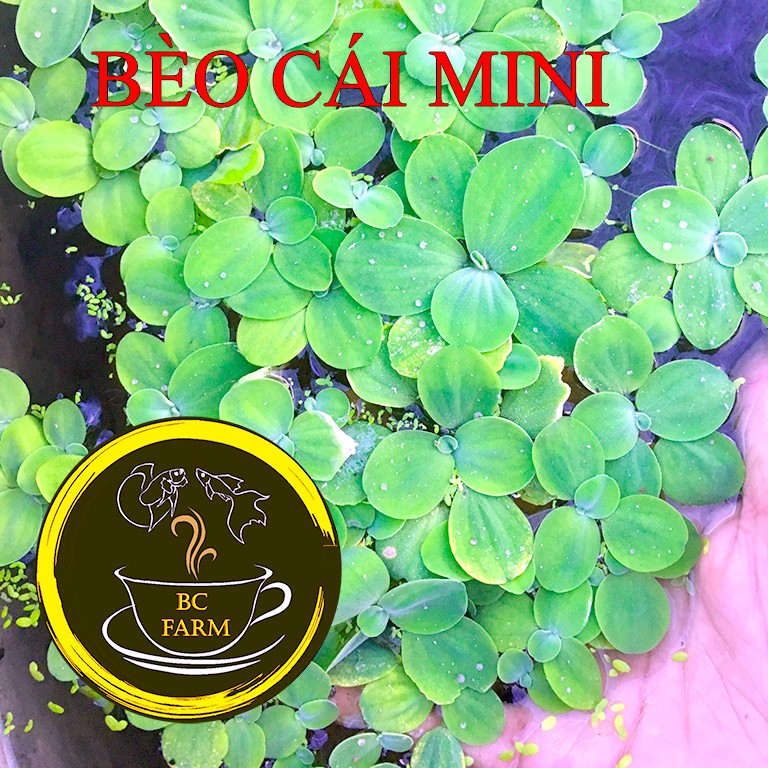 BÈO CÁI MINI - LỌC NƯỚC