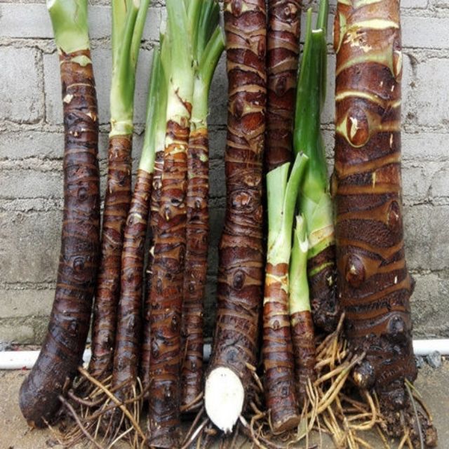 củ cây ráy làm cảnh