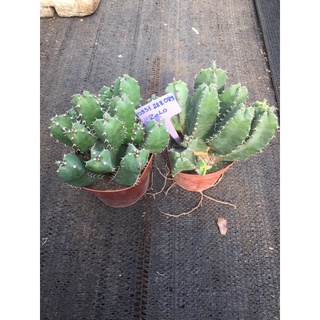 cây xương rồng mũ đục euphorbia resinifera