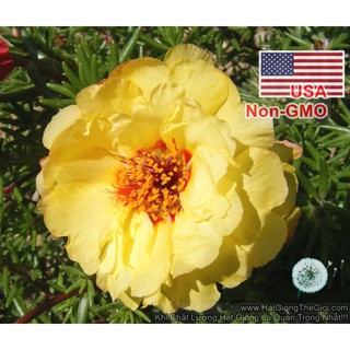 50h Hạt Giống Hoa Mười Giờ Mỹ Kép Vàng Gold (C3.303| B9*V23)