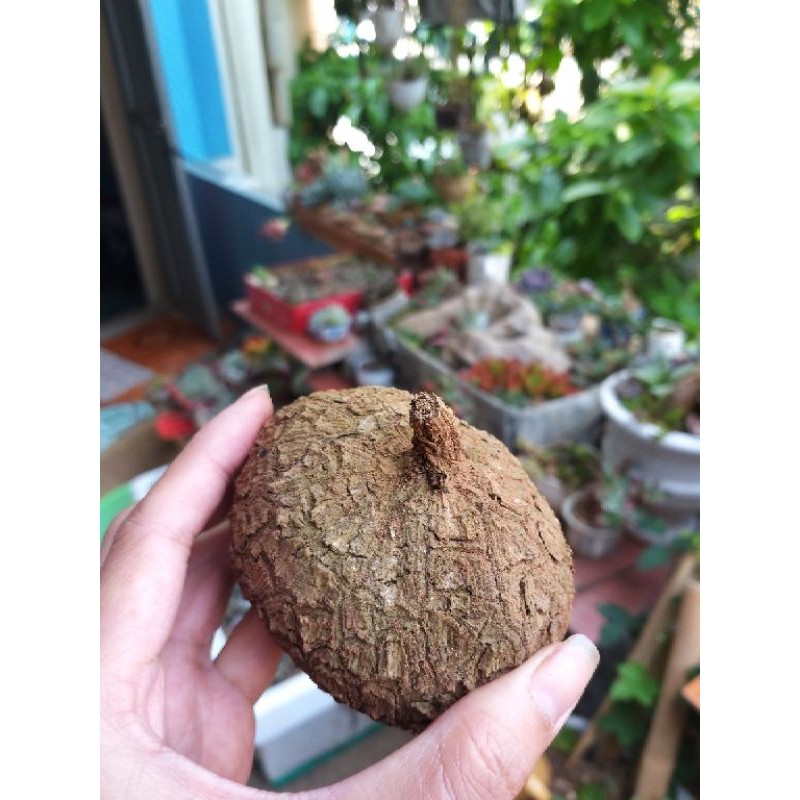 củ bình vôi