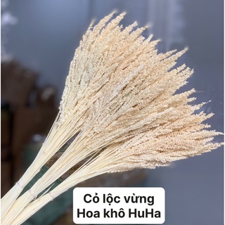 [CÓ QUÀ TẶNG] Hoa Cỏ Lộc Vừng Khô Trang Trí decor