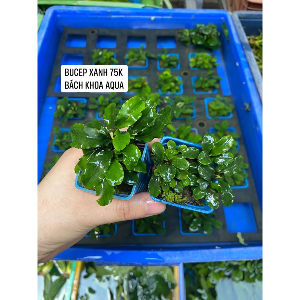 Cây Bucep xanh thủy sinh
