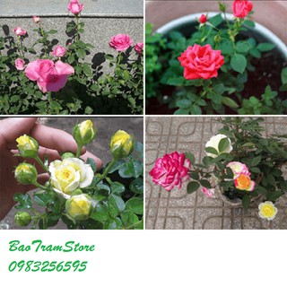 Hạt giống hoa hồng tỷ muội gói 20 hạt xuất xứ Việt Nam
